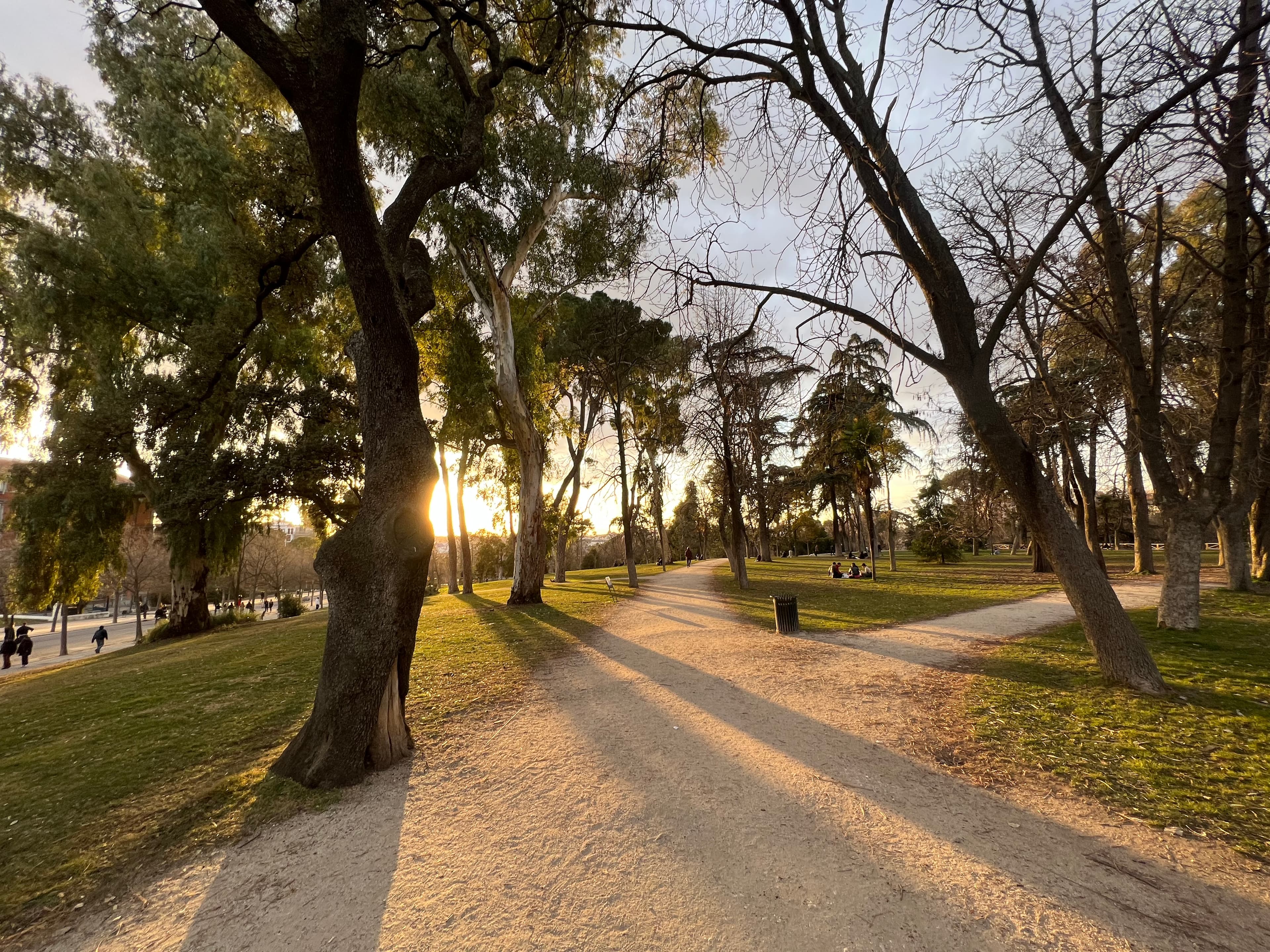 Golden hour through the pines at El Retiro, Madrid
